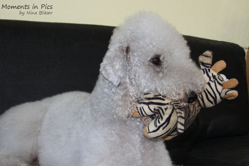 Airis Blue Volshebny Svet 2010-01-31 (1).JPG